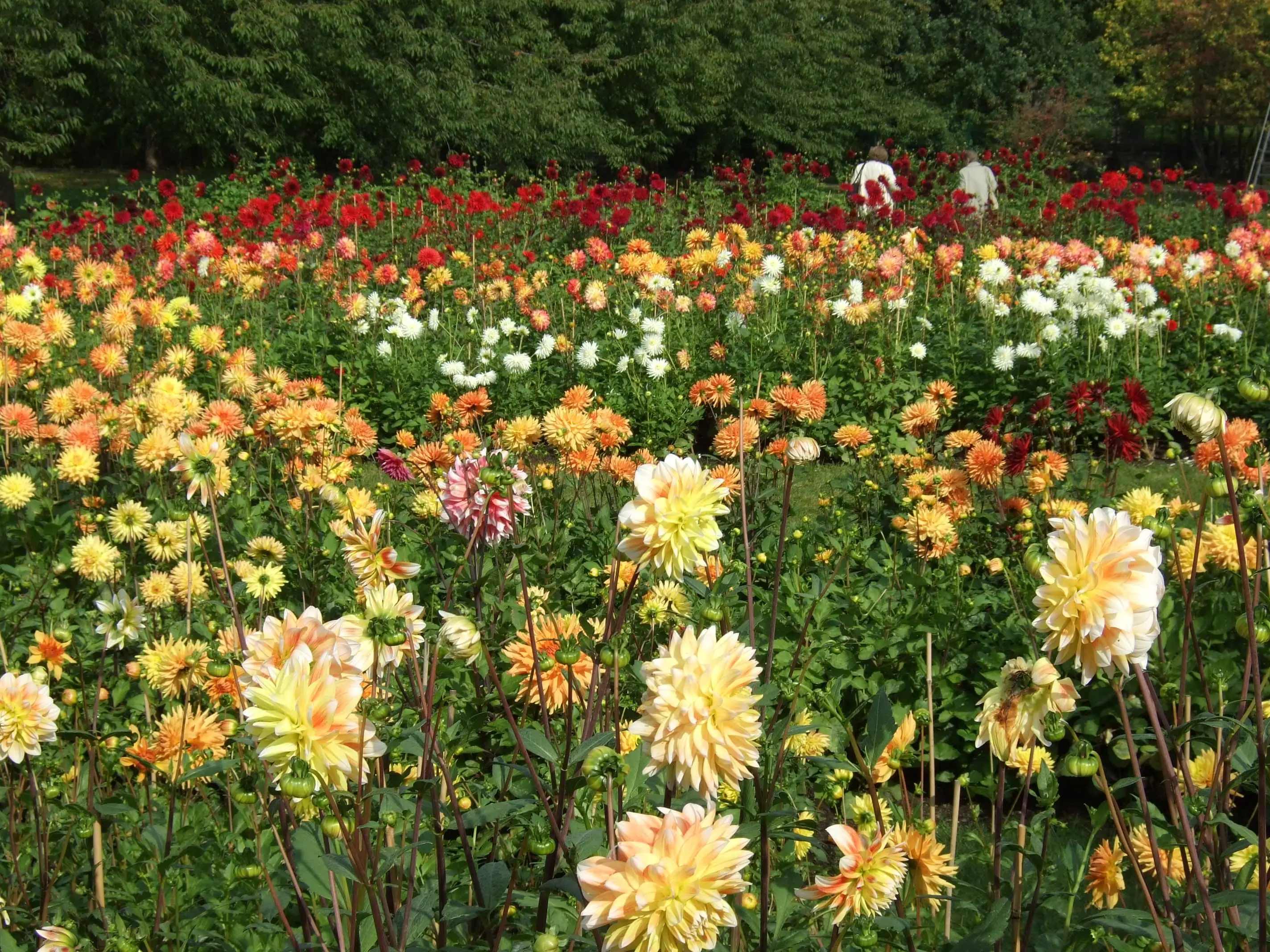 britzer garten