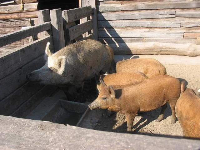 Museumsdorf Düppel Berlin Schweine