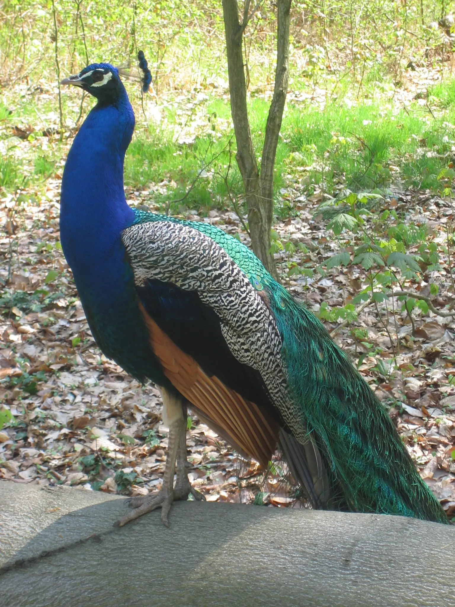 pfaueninsel berlin