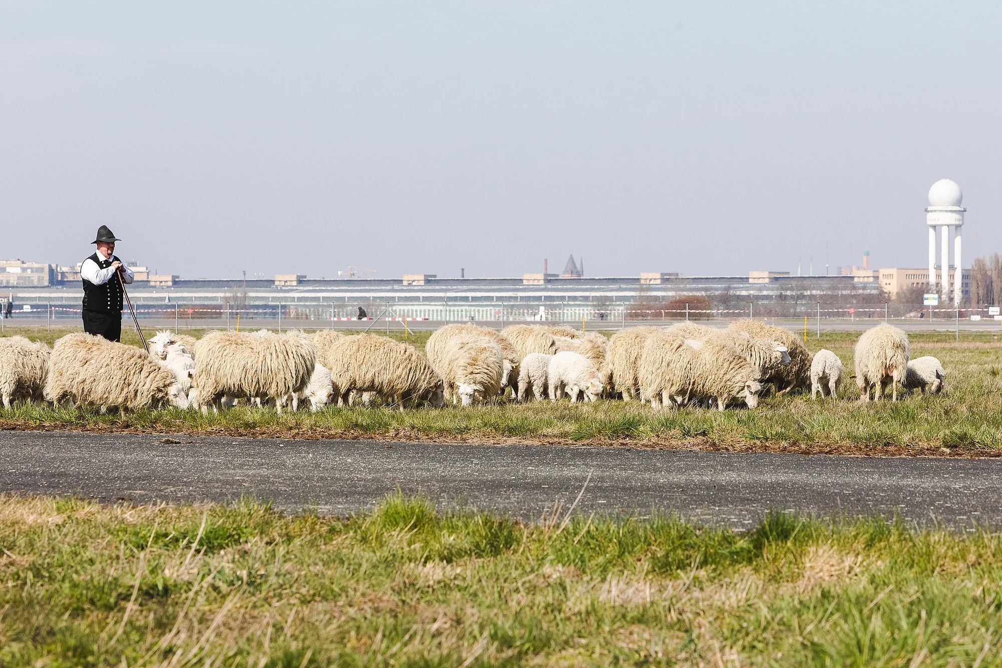 tempelhofer feld schafe