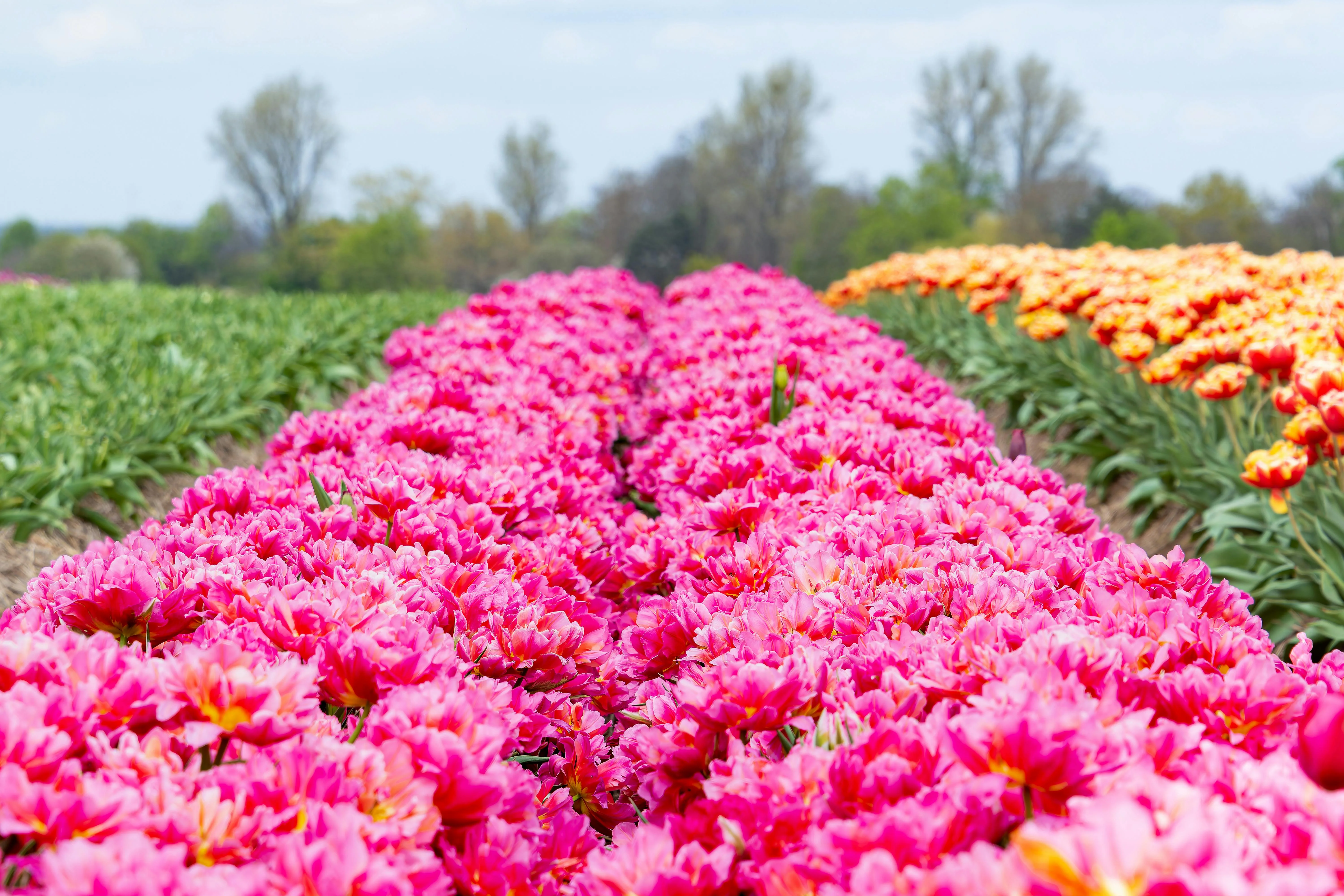 tulpenfest luckau