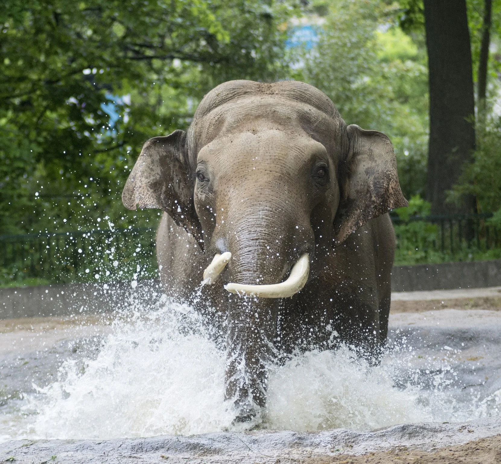 zoologischer garten berlin