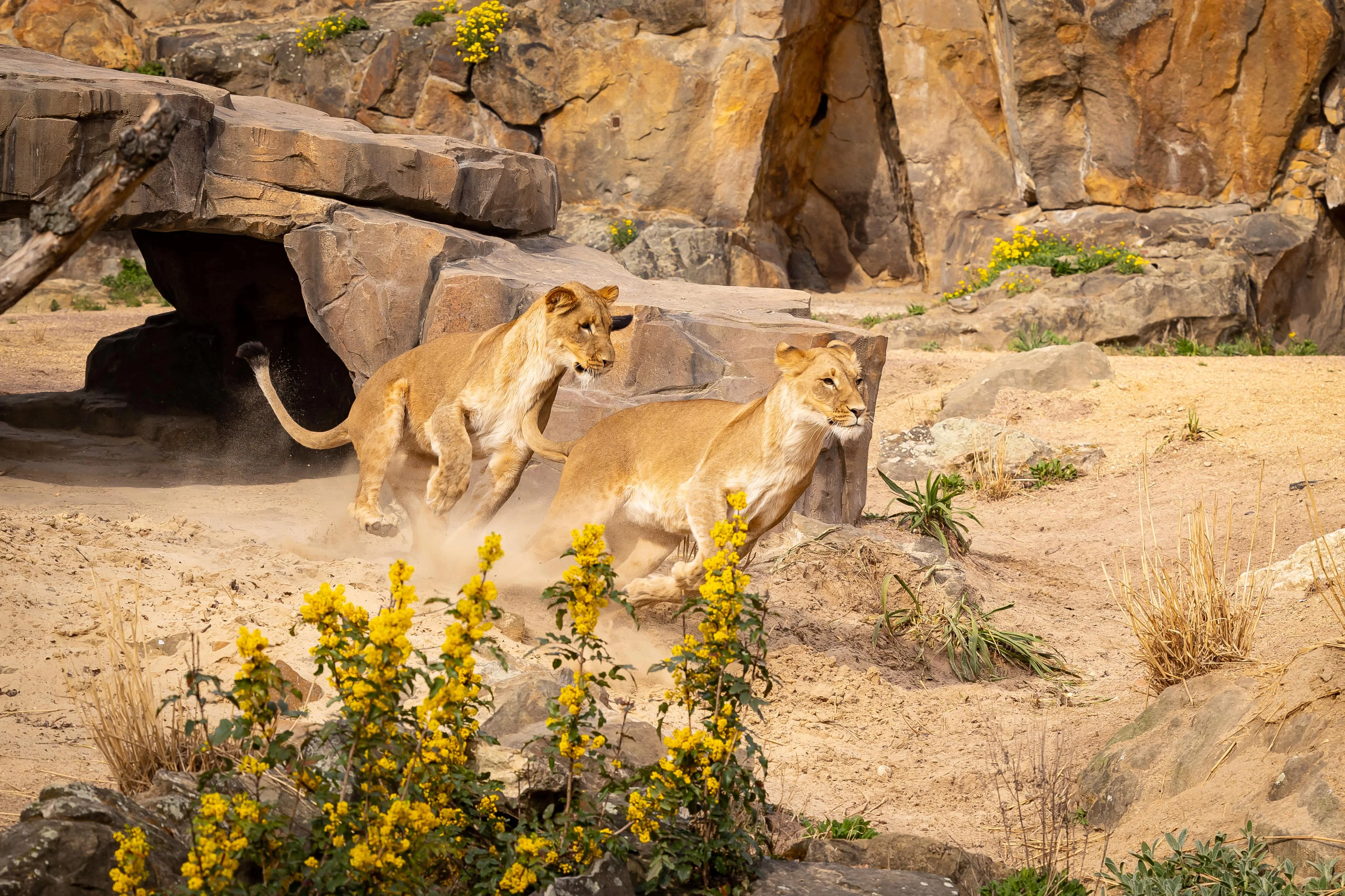 zoo berlin