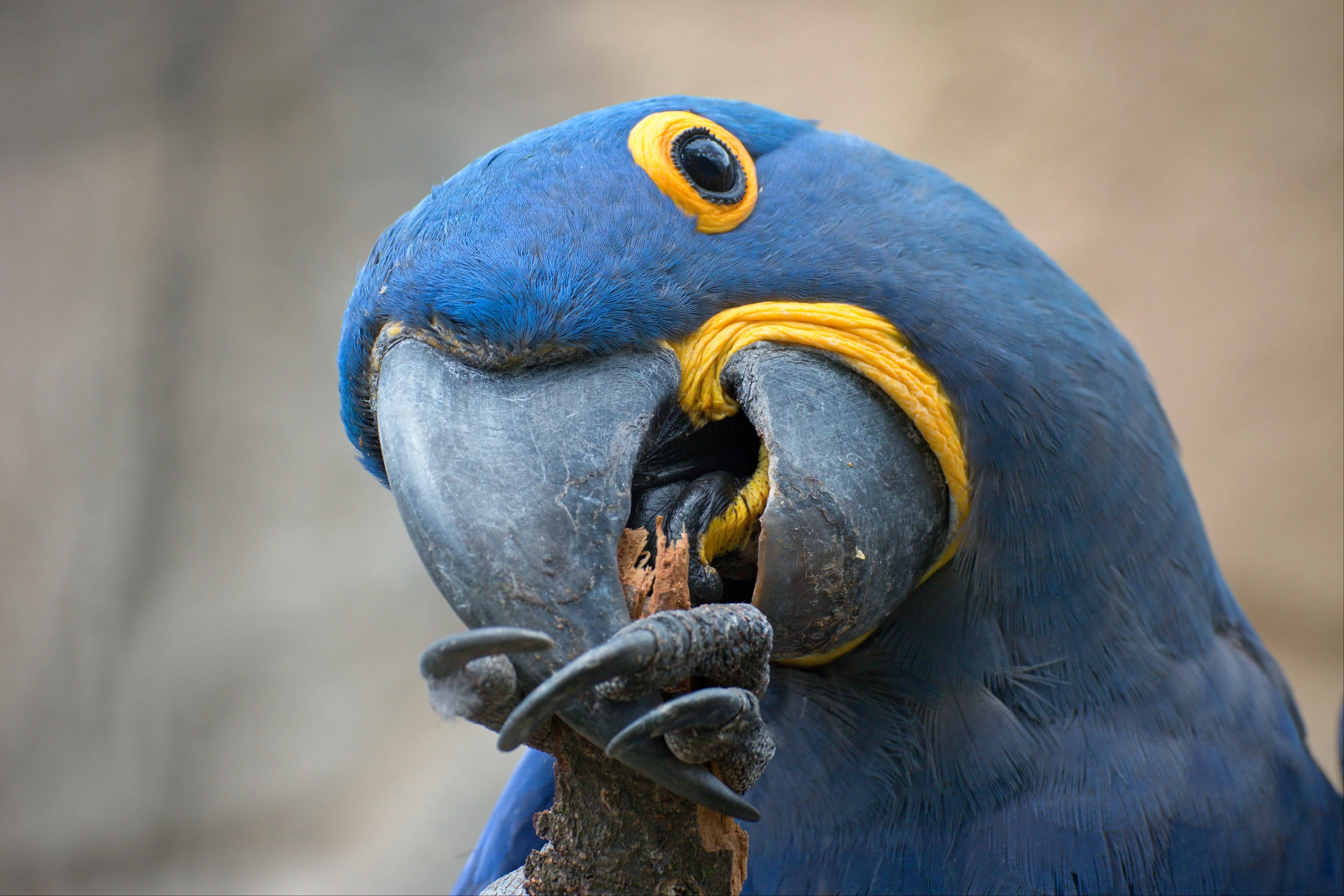 zoo berlin